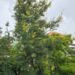 Alerta meteorológica: Vaguada y onda tropical desatarán lluvias intensas esta tarde
