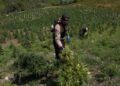 Desmantelan gigantesca plantación con más de 3,000 plantas de marihuana en una finca de Ocoa