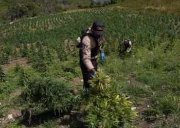 Desmantelan gigantesca plantación con más de 3,000 plantas de marihuana en una finca de Ocoa
