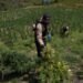 Desmantelan gigantesca plantación con más de 3,000 plantas de marihuana en una finca de Ocoa