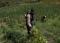 Golpe al narcotráfico: DNCD incauta mega plantación de más de 3,000 plantas de marihuana en San José de Ocoa