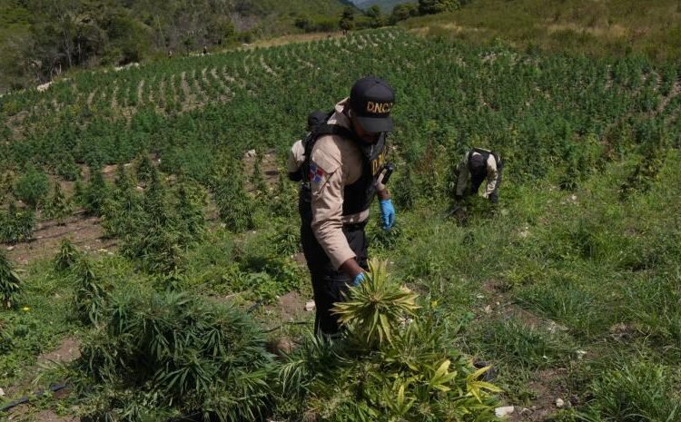 Golpe al narcotráfico: DNCD incauta mega plantación de más de 3,000 plantas de marihuana en San José de Ocoa