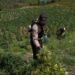 Golpe al narcotráfico: DNCD incauta mega plantación de más de 3,000 plantas de marihuana en San José de Ocoa