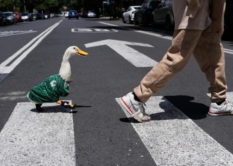 Merlin, el pato viral de CDMX que se roba el show en el Mundial