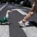 Merlin, el pato viral de CDMX que se roba el show en el Mundial